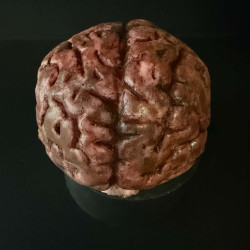 Human Brain