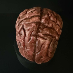 Human Brain