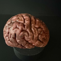 Human Brain