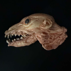 Skinned Animal