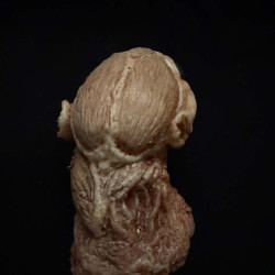 Skinned Animal